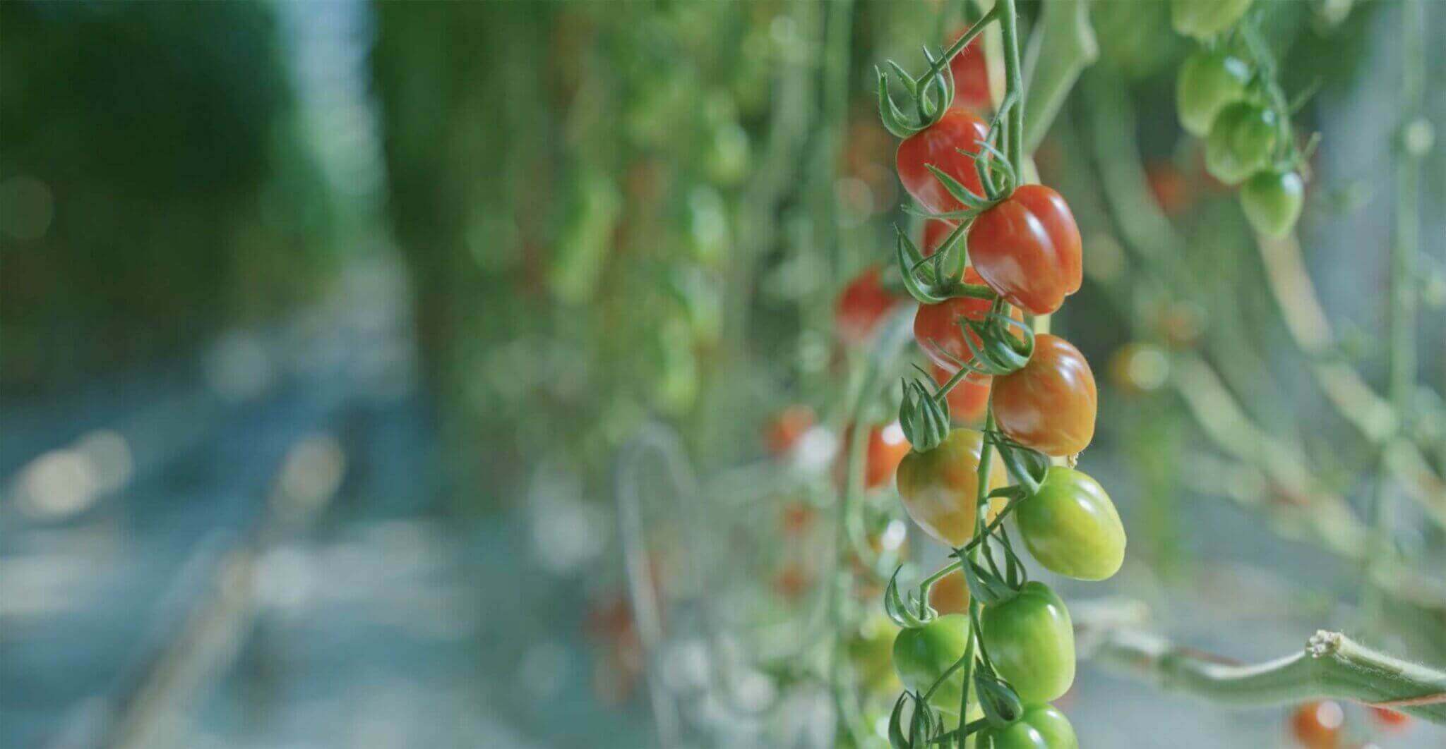 Culture fil haut tomate en serre