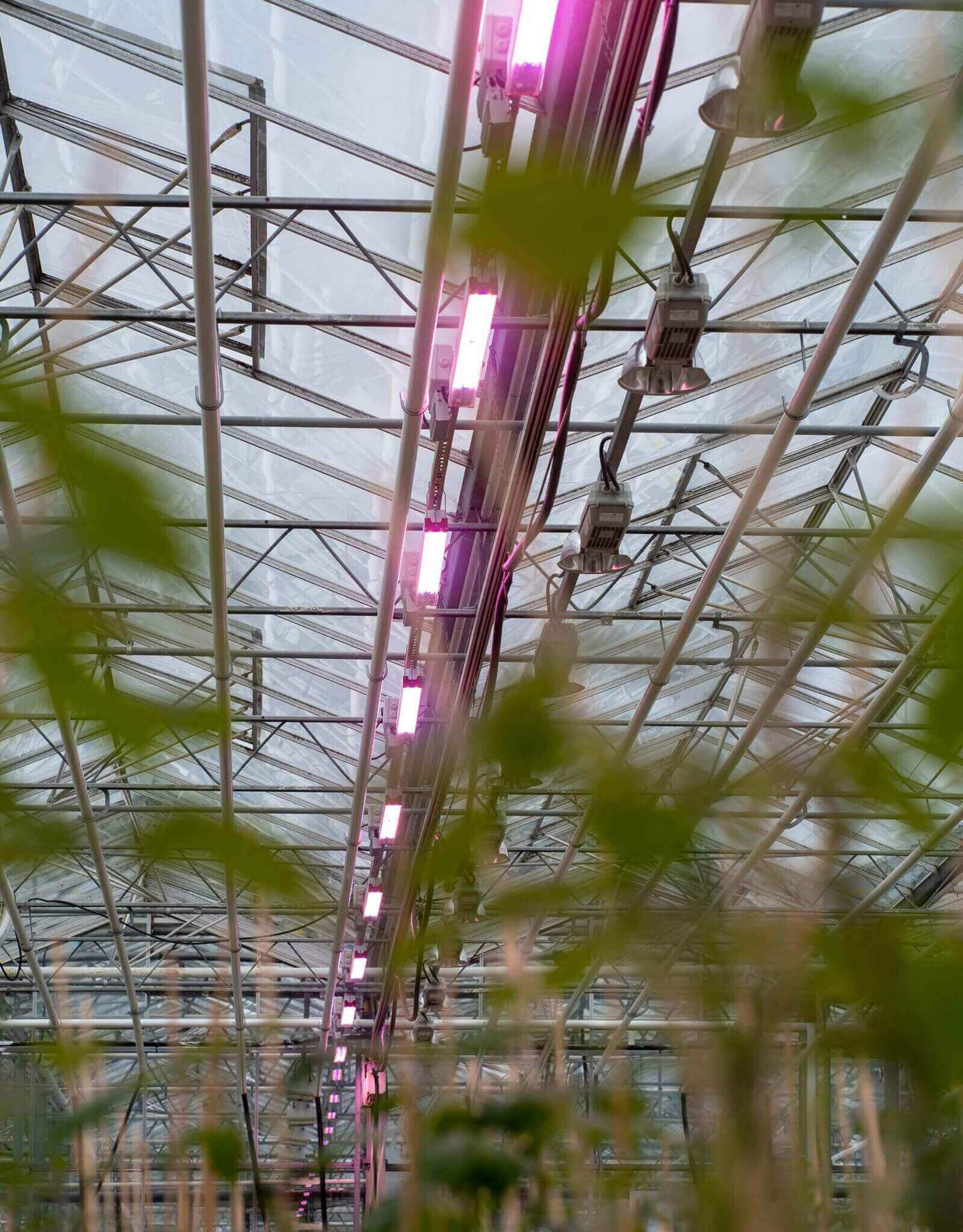 Luminaires LED flexibles RED Horticulture pour optimiser production jeunes plants.