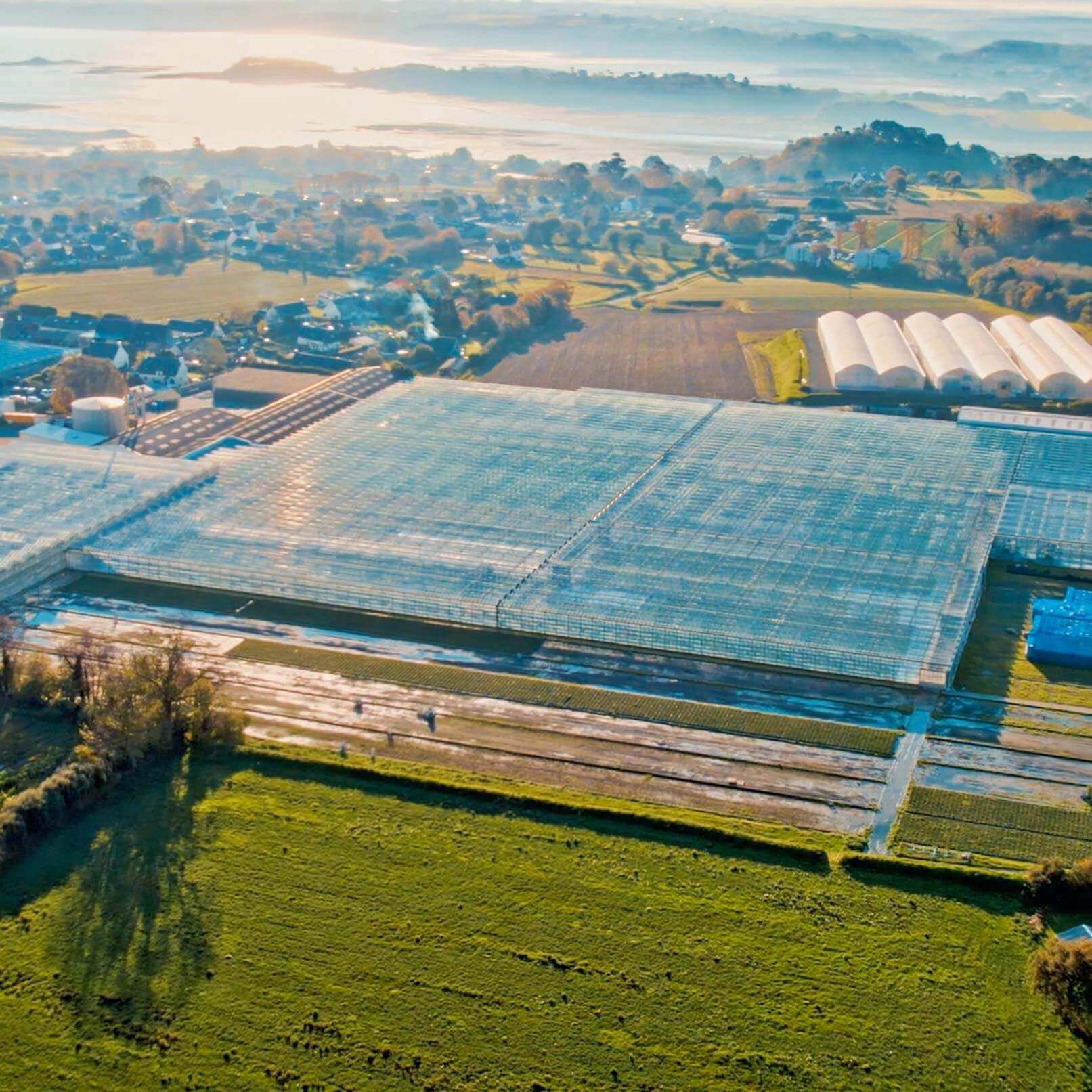 Vue aérienne d'une serre Groupe Thomas Plants, dédiée à la production de jeunes plants.