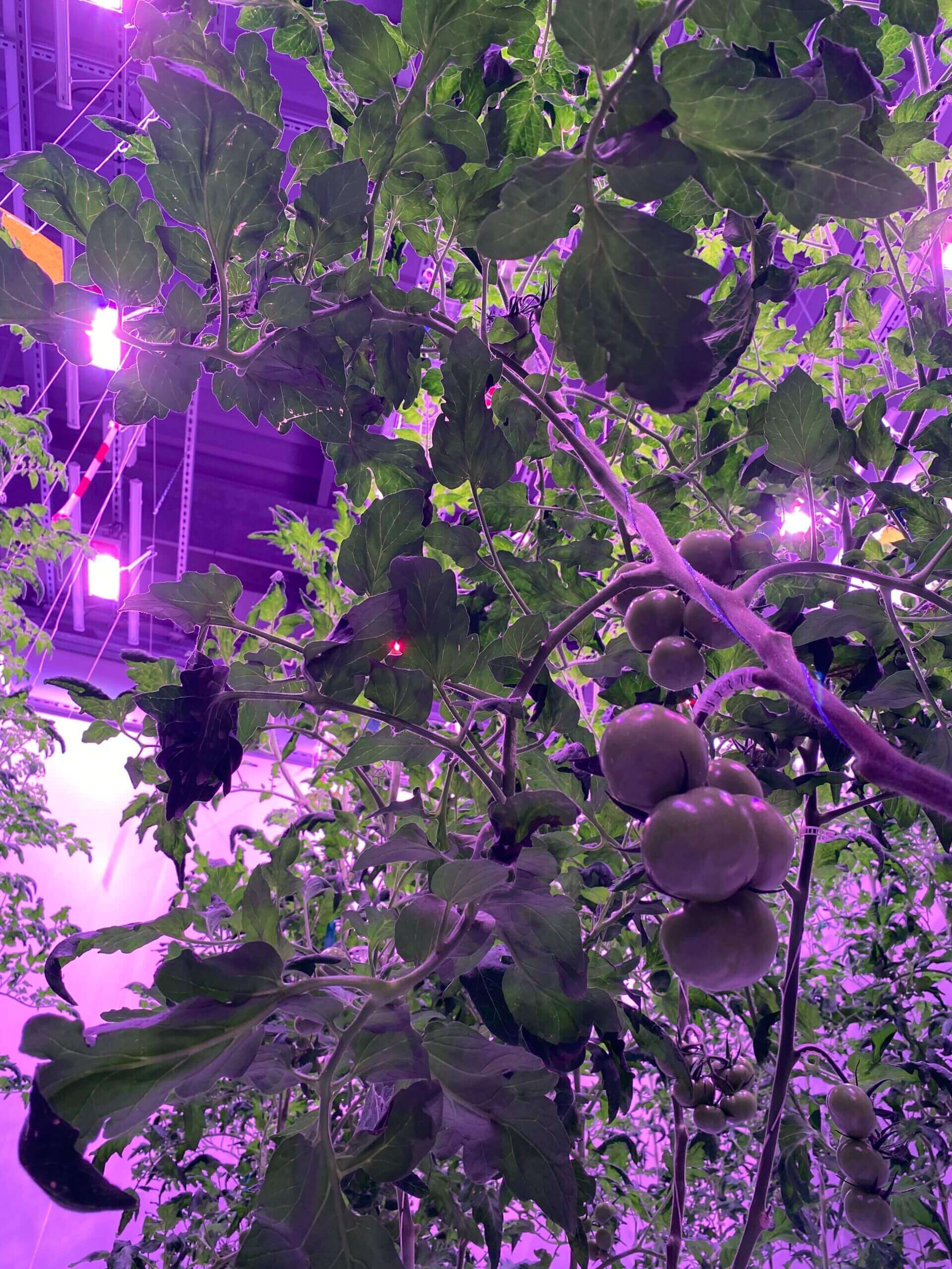 étude de l'impact du spectre dynamique sur cultures maraîchères - plants de tomates