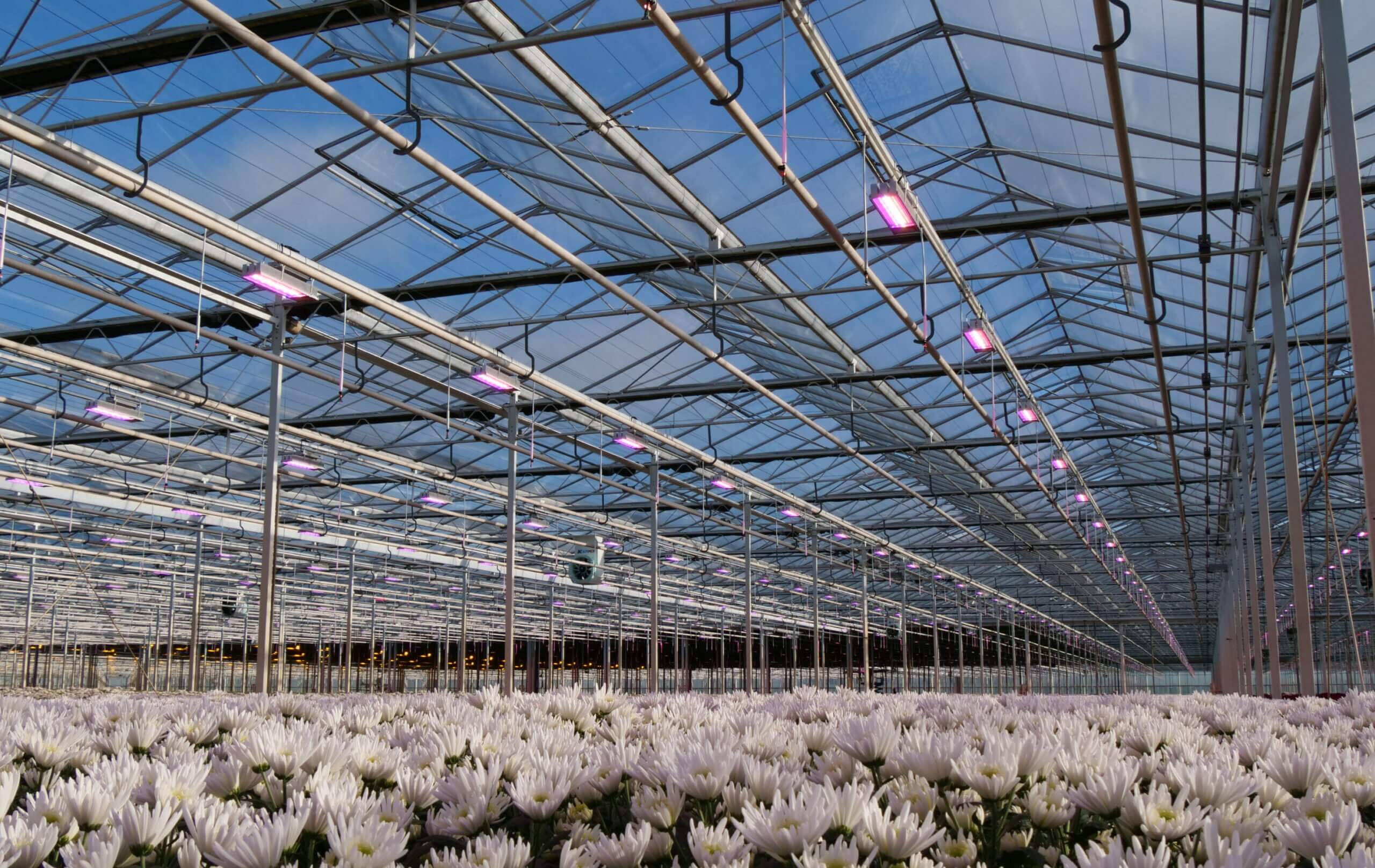 Exploitation chrysanthèmes : serre équipée de luminaires avec spectres dynamiques et pilotables