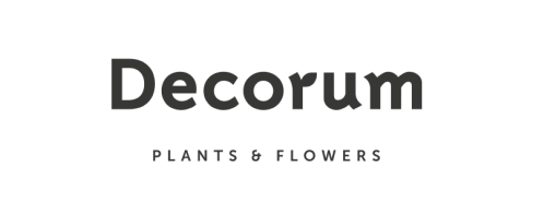 Decorum, producteur fleurs coupées, Hollande.