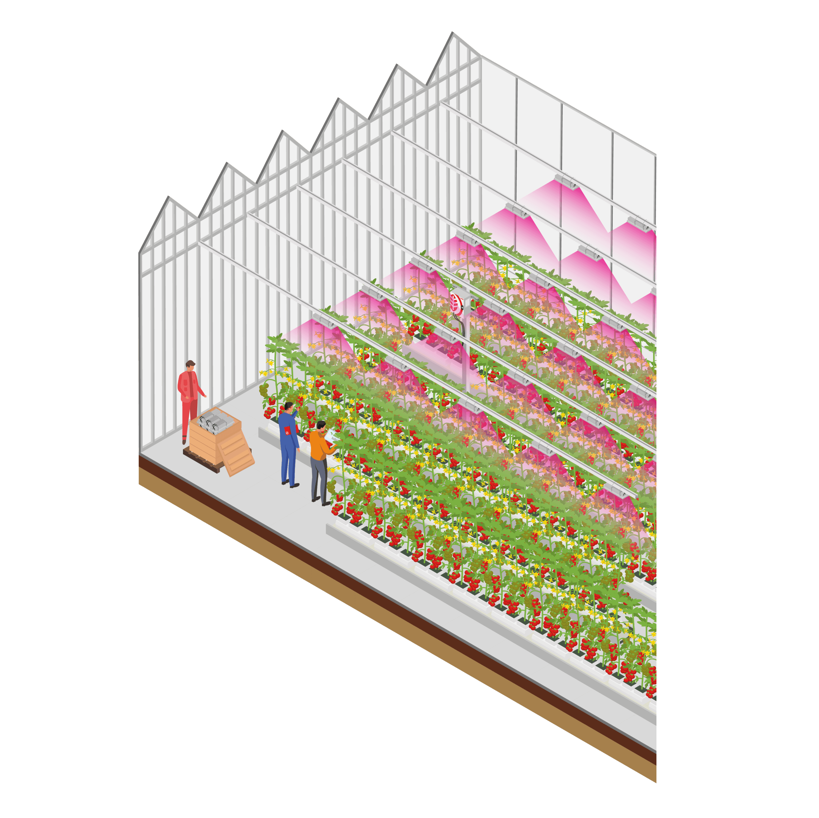 Salle de culture maraichère, illustration pour montrer la mise en place de spectres dynamiques sur plants.