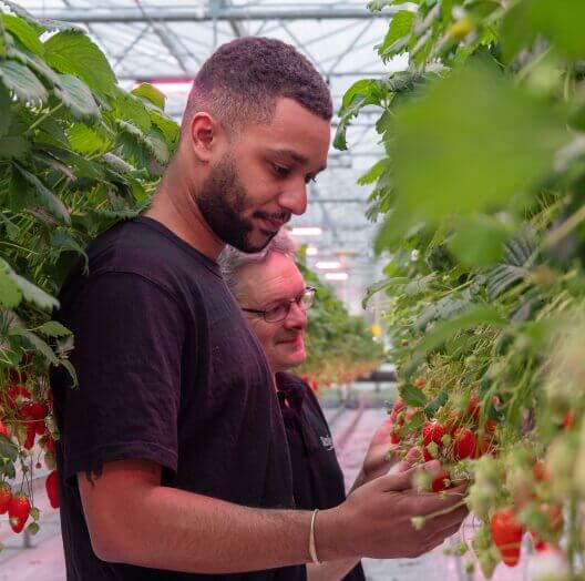 Raphaël Quenum, responsable R&D RED Horticulture, avec Pierrick L'Eost, producteur de fraises Saveol.
