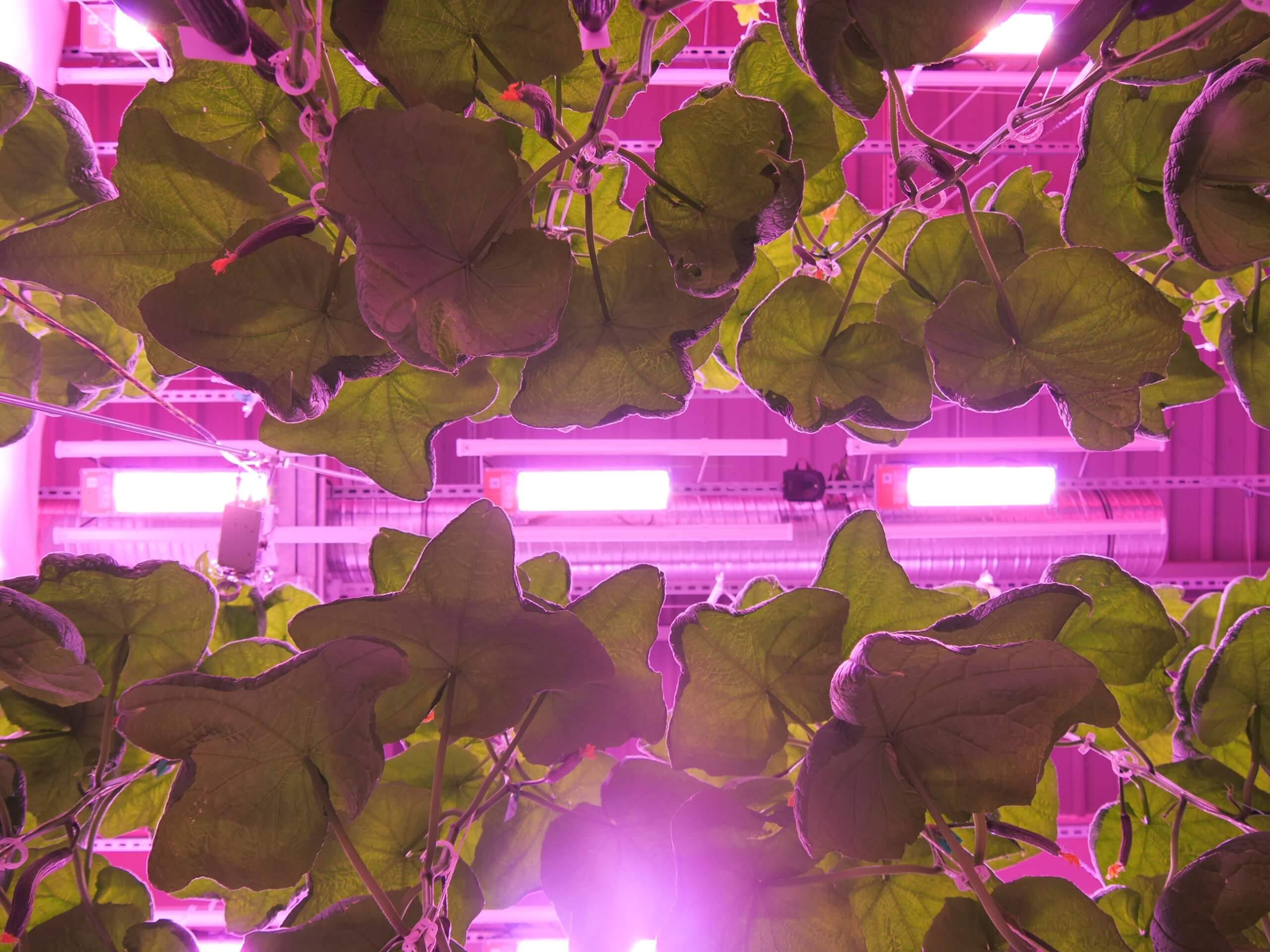Insights from three years of LED Lighting Research in high-wire Cucumber Cultivation