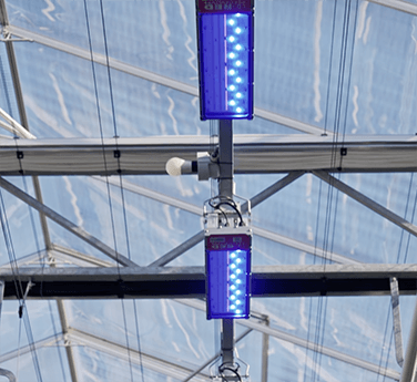 van Egmond blue light