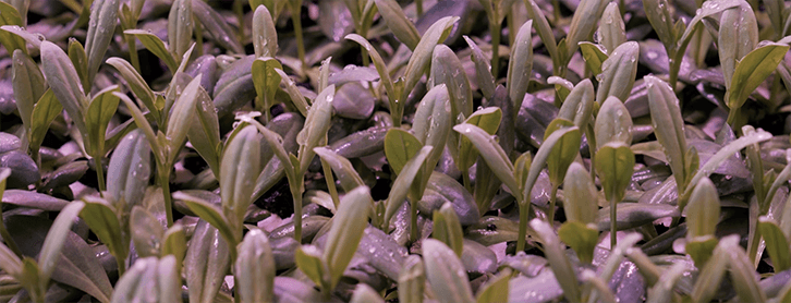 van Egmond young plants